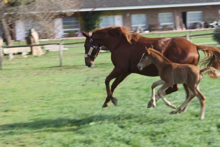 הוסטל סנטה כריסטינה ד'ארו Residential Horse Club Costa Brava חדר תמונה