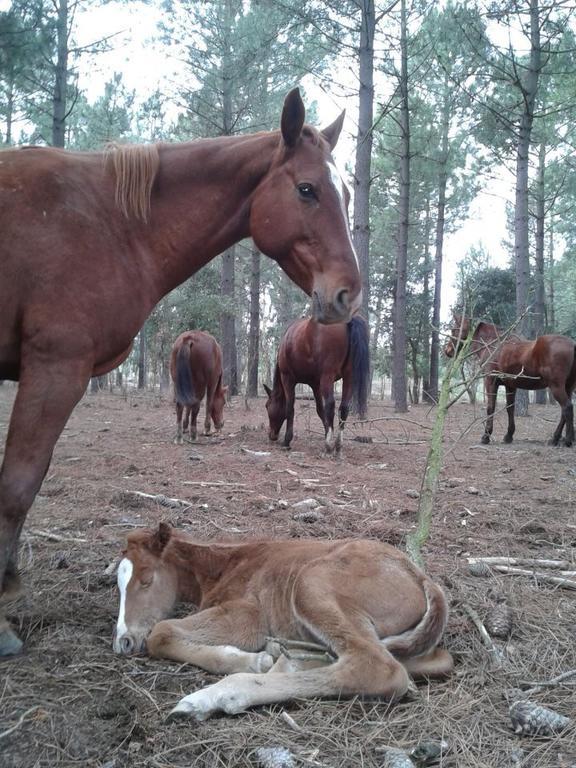 הוסטל סנטה כריסטינה ד'ארו Residential Horse Club Costa Brava מראה חיצוני תמונה